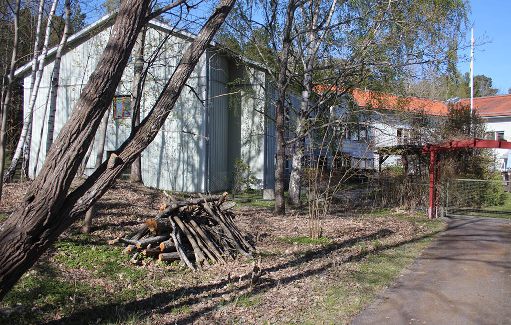 Skogsområde där grenar lagts på hög.